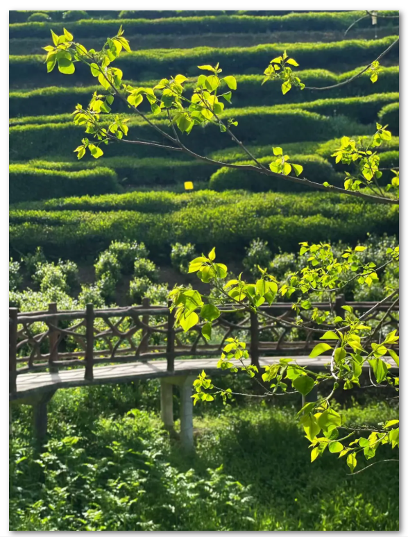 微信图片_20260514104431_1707_56.png